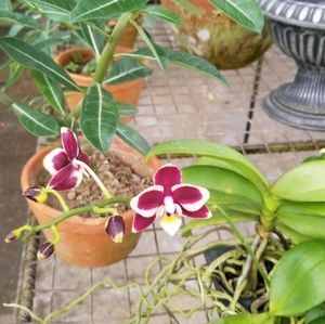 Meet your Posher, Charlene